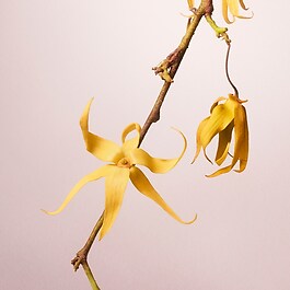 La Perla Invisible Touch - Woda perfumowana